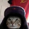 gatito.6660