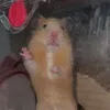 toukobizcku