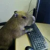 capivara_gamer26