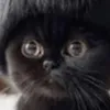 batooopsiep