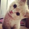 nadd_1272