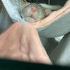 main.rat.rn