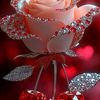 shaibu.rahman.0538