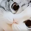 fatenchebbi7