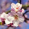fleurduprint