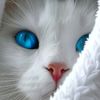 catmay231