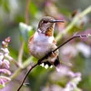 magicalhummingbir