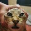 drsmol
