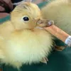 pato fumando