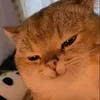 roupyn
