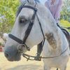 welovehorses10k