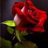 merve.merve510