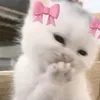 c_frbg