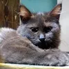 caspy_cat