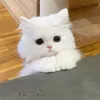 _tamthanhtinh_123