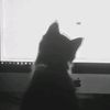 rahisyaaulia0gmail_com