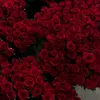 ali.alhussan3