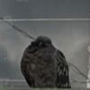 rqwww111