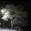 doljin0011