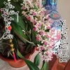 nguyn.duy.c334
