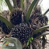 Sampoerna Agro Perkasa