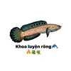 khoa08533