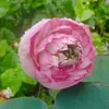 huyen.thanh168