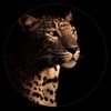 userar584