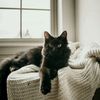 cat_lover1003