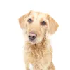 mymusicaldog