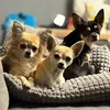 chihualiciouschin