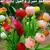 alhajdvk250