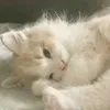 maimaiyeu_0