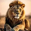 wildlife.in.afric