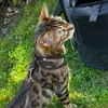 rambo.the.bengal