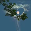 phuong.phuong6891