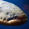 denial.eel