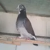 er_zu8