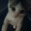 chipngoanxihyeu