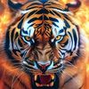 tigre70792