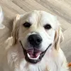 walkieswithwallace
