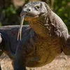 dragao.de.komodo0