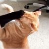unknownweirdoacc