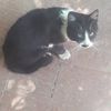 niko.fuentes72