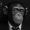 marcel.du.chimp