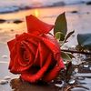 filmon.tesfay14
