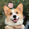 Funny dog -66