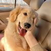Funny dogs 88