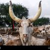 wilydioro60