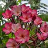 suhana5746